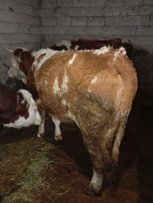 Vând vacă bălțată românească.