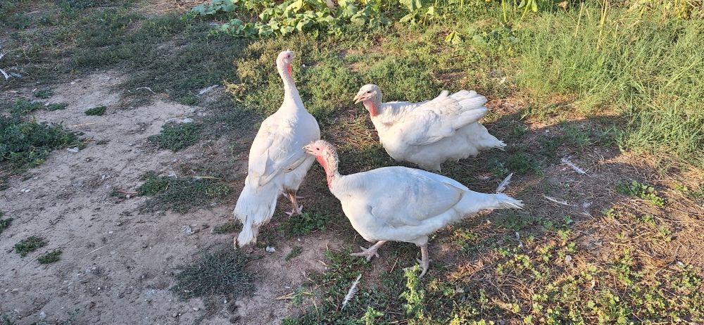Vând curci albe de la cârcea de anul acesta cu greutatea de 10-12kg