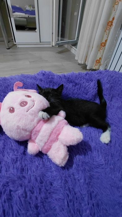 Отдам котенка девочку в добрые руки