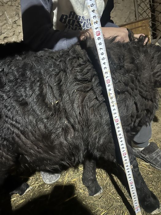 Qozilar sotladi 4 oyli sogʻlom