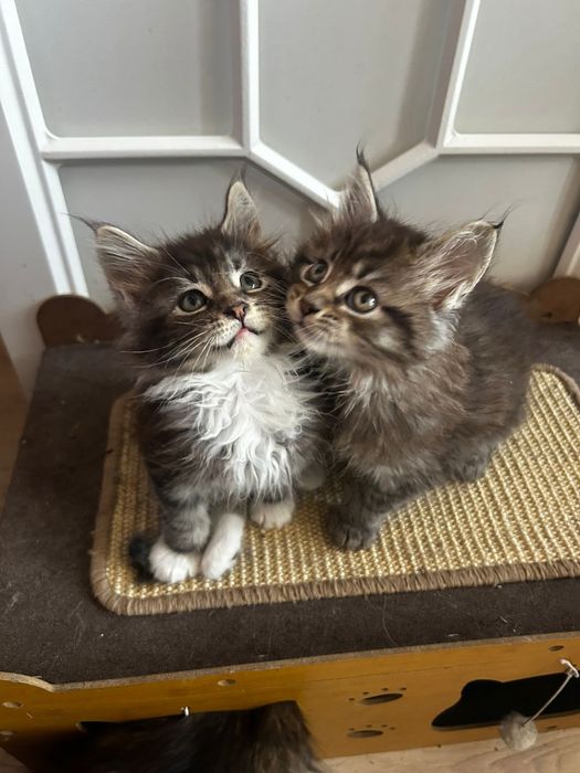 Мейкуны продаются