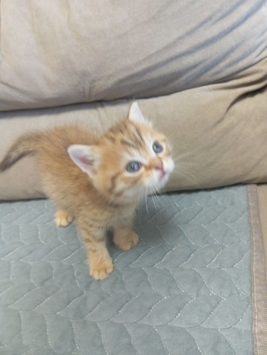 Продам котят Шотландских