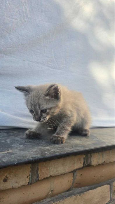 Отдам котят в хорошие руки