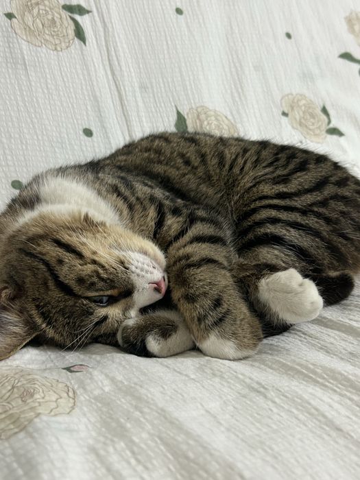 Отдам кота в добрые руки