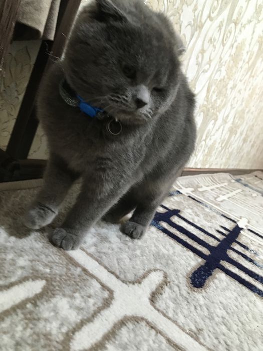 Продаётса скотиш фолд