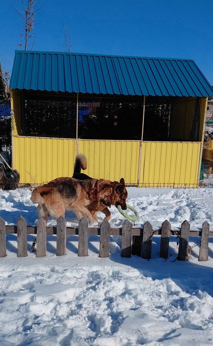 Щенки Немецкой овчарки