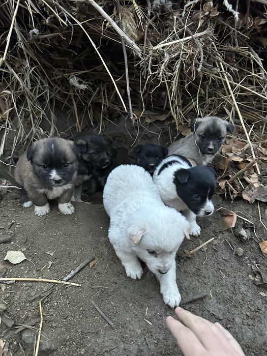 Kuchuk bolalari sotiladi zoti toza Erkak va ayoli ham bor