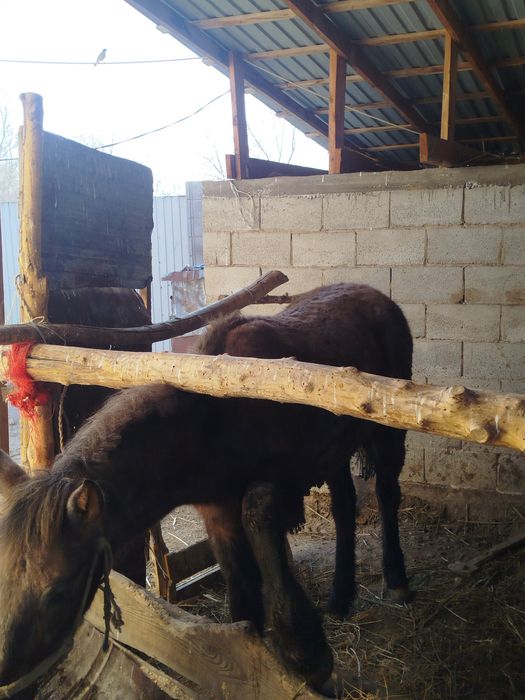 Палтарашка лар семіз союға