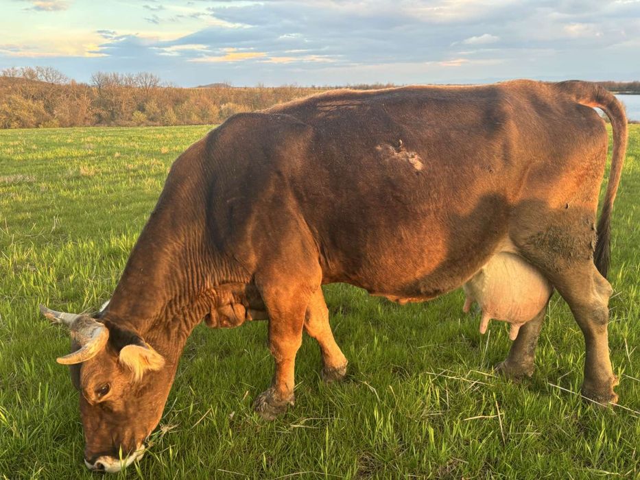 Продавам телни крави и юници