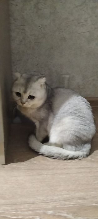 Марғау (Кошка)  Шиншилла СРОЧНО