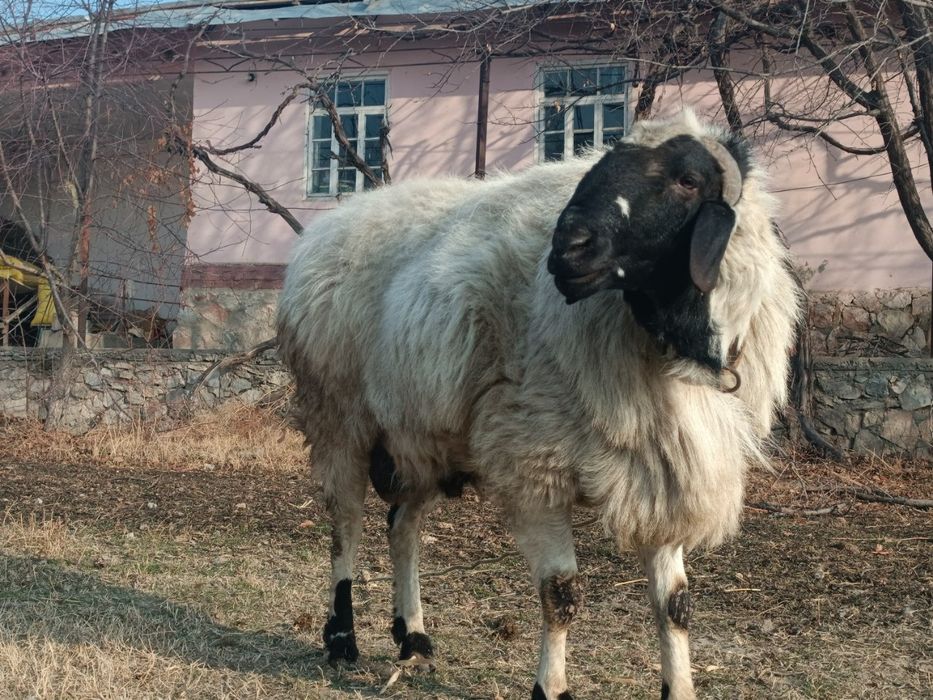 Qoʻchqor 4tish sotiladi