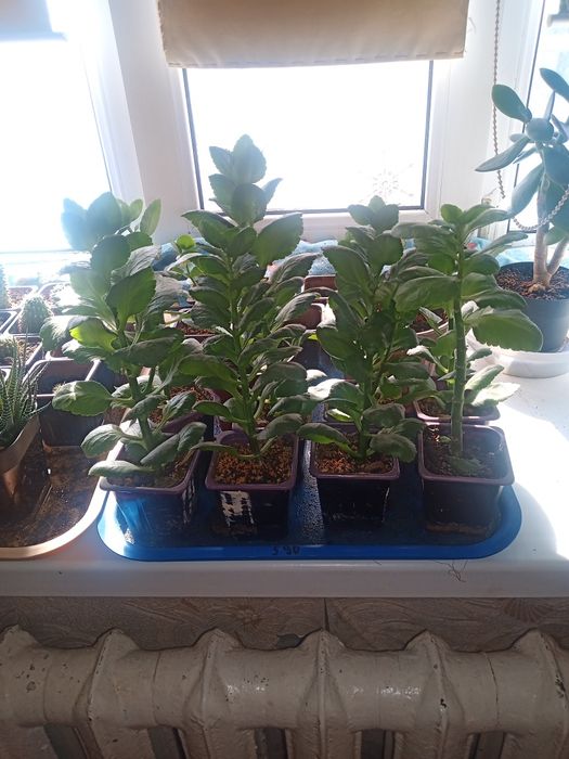 Каланхоэ цвет рандомный