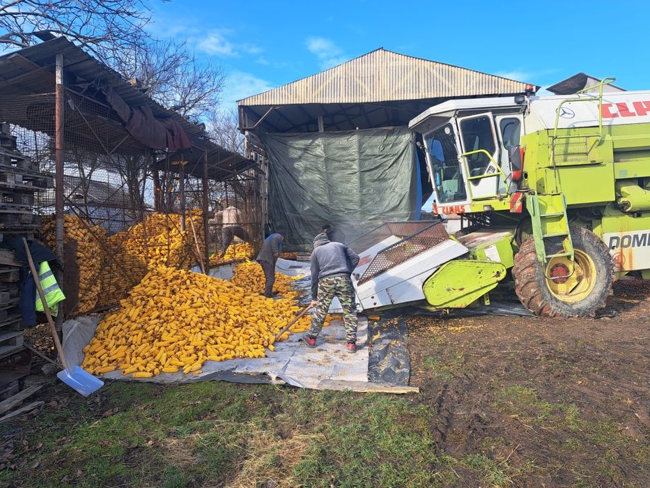 Porumb boabe de vinzare