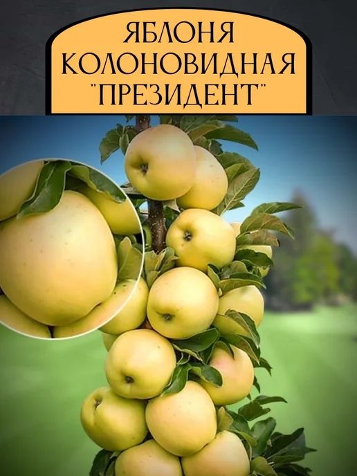 Сортовые Плодовые саженцы