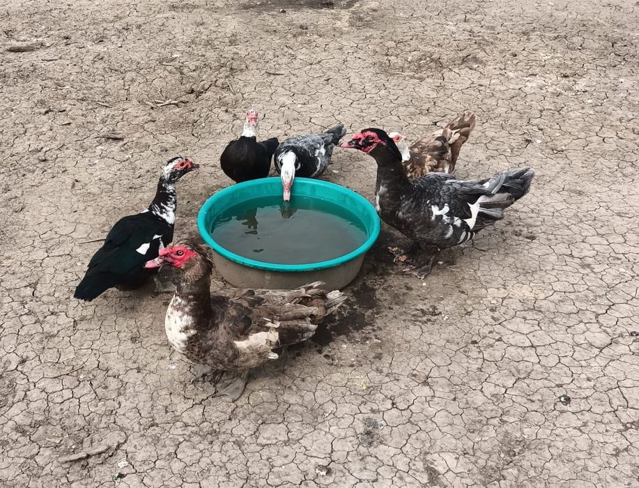 Oua rate leneșii mute