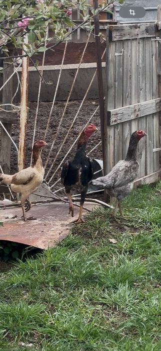 Продам даканов.