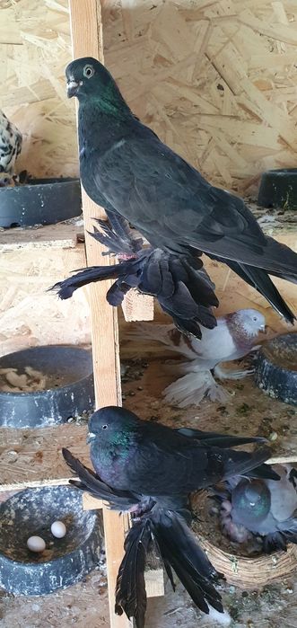 Голуби бойные разных мастей