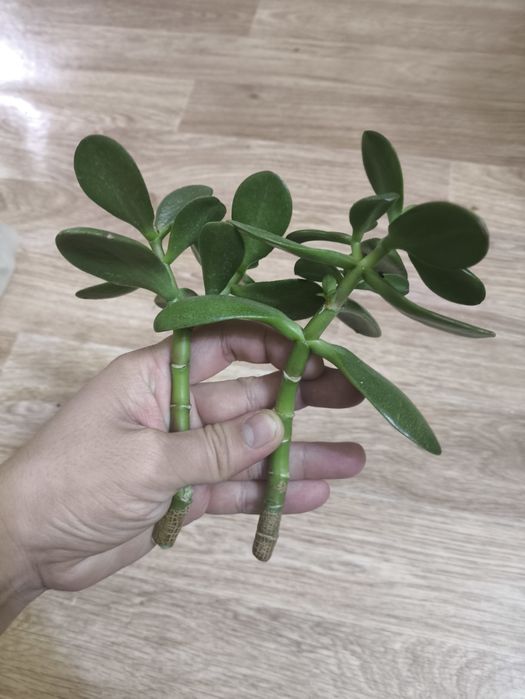 Денежное дерево красулла тостянка