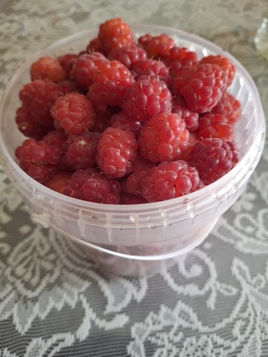 Продам малину свежесобраную
