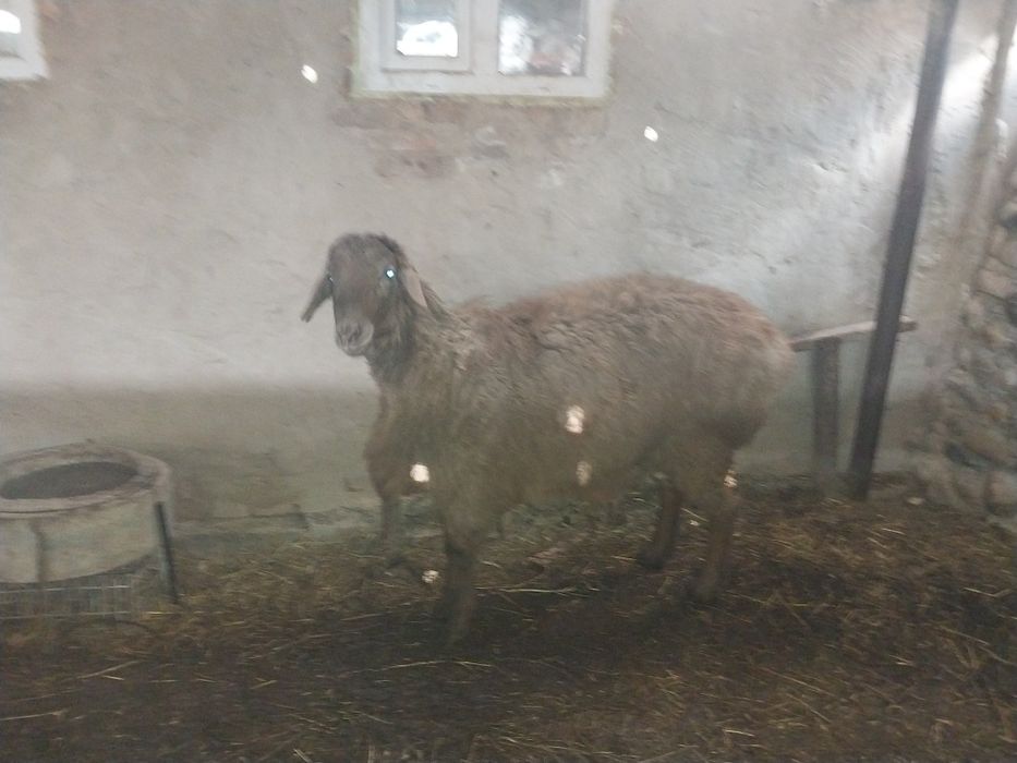 Семіз ісек қошқар сатылады