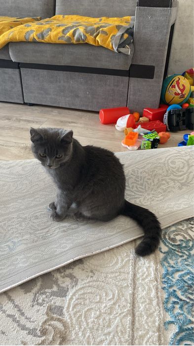 Отдам Кота в Добрые руки