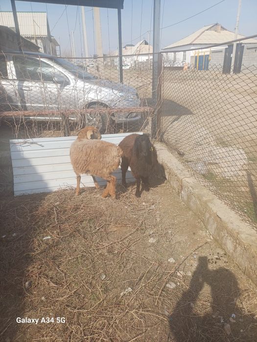 Тоқтылар семіз союға