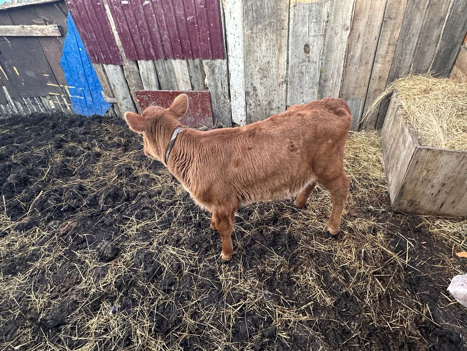 Бузау сатыладыыыы