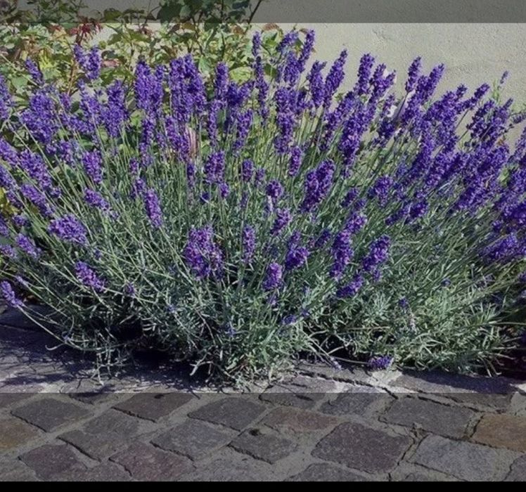 Лаванда узколистная 15000