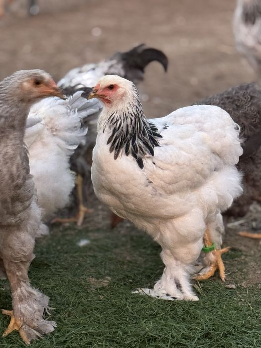 Ofer spre vanzare gaini si cocosi Brahma