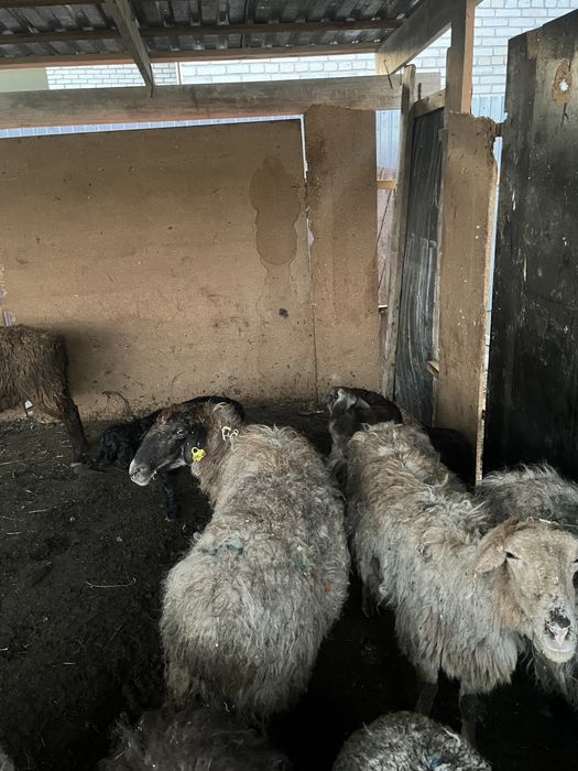 қозлы қойлар сатылады