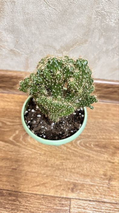 Продам растение кактус