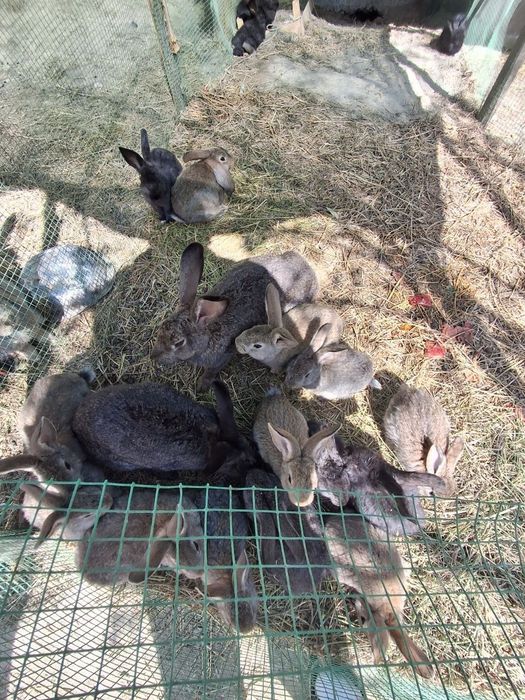 Куйонлар сотилади 200 мингдан