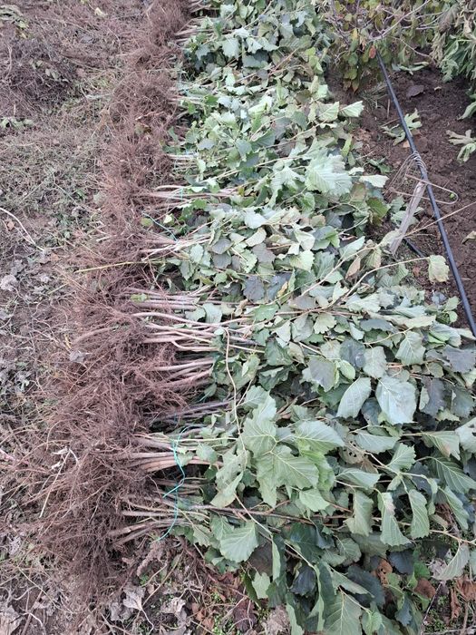 Puieti de alun certificati. Pepiniera autorizata.