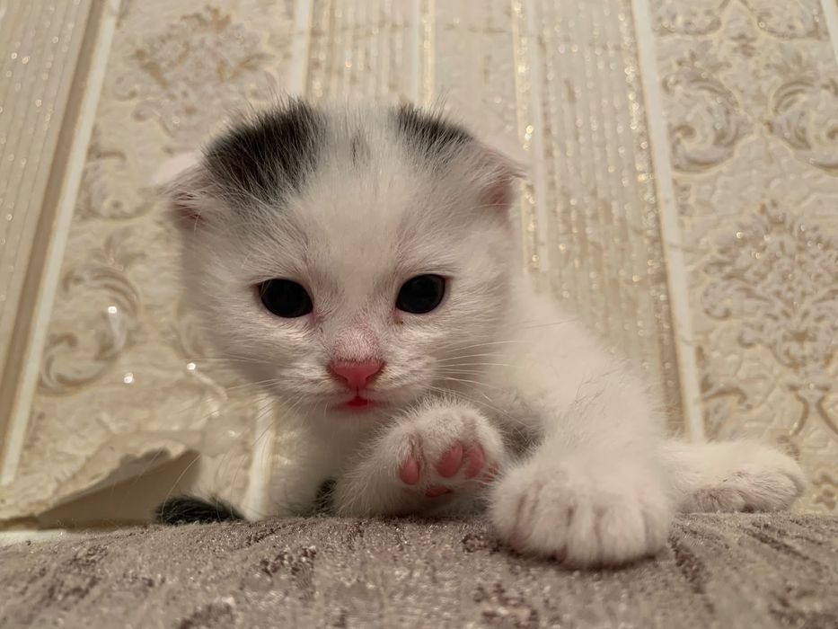 Веслоухи шотландский мальчик 25000