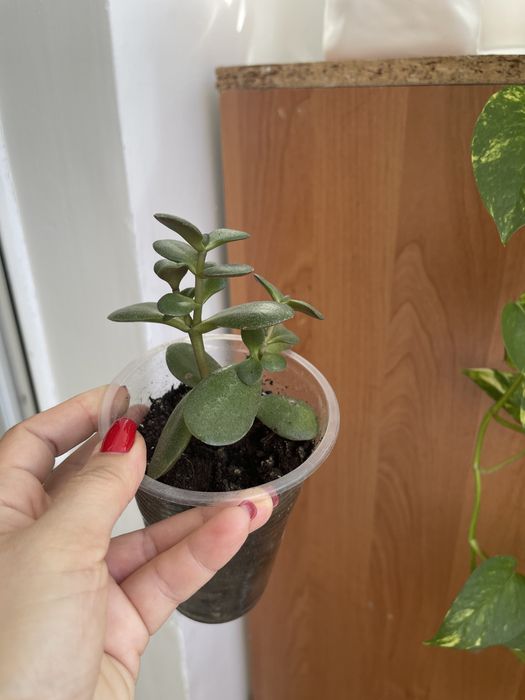 Толстянка или денежное дерево