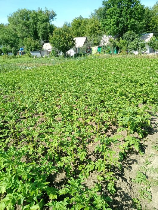 Продам дачу (6,6 соток)