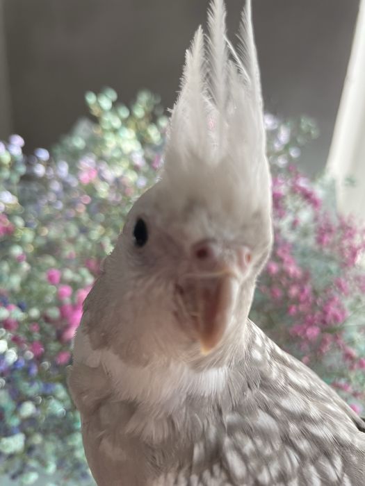 Корелла ручной редкого окраса