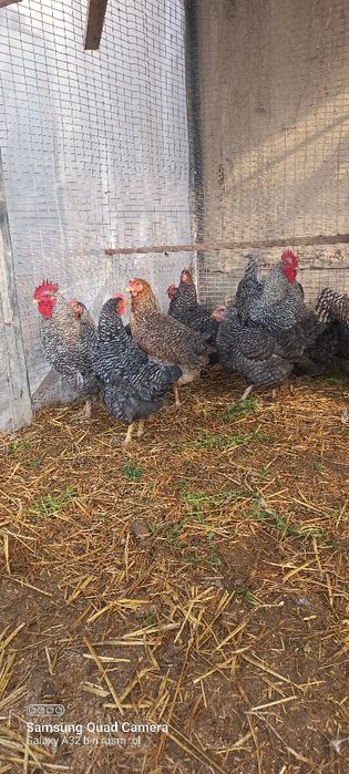 Amrokc alacha tovuqlani tuxumi bor.