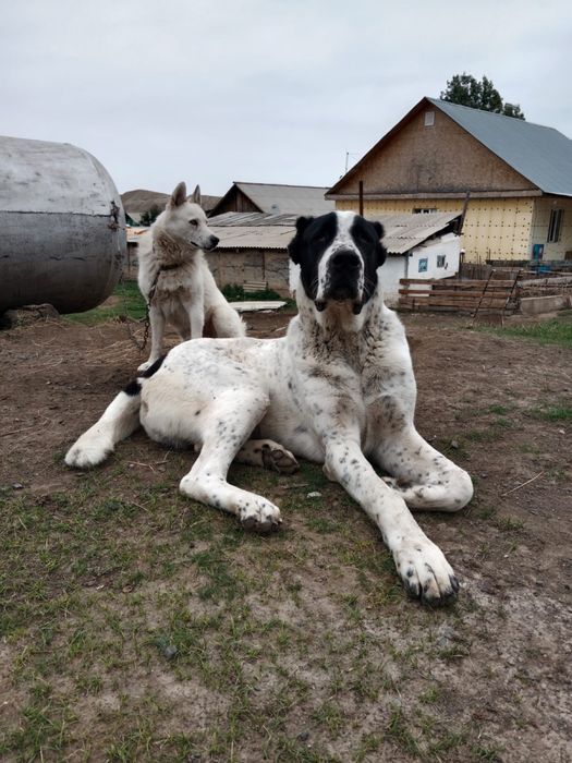 Продается собака Алабай