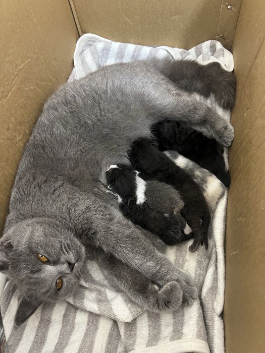 Британская кошка с котятами