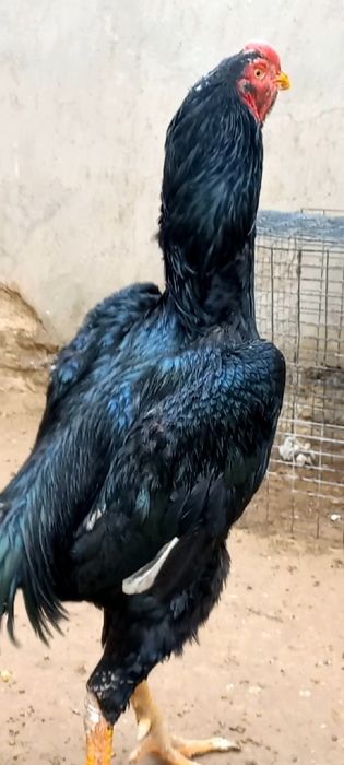 Toza zotlar  6kg o'ynaydi. Bolalari sotiladi