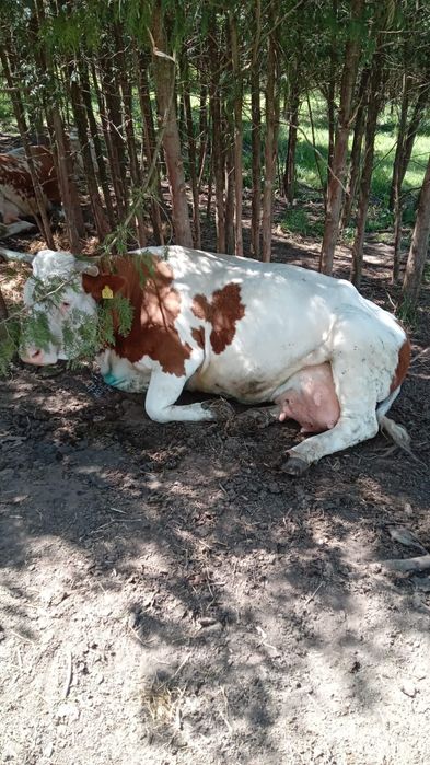 Două vaci la a doua fătare cu vițele