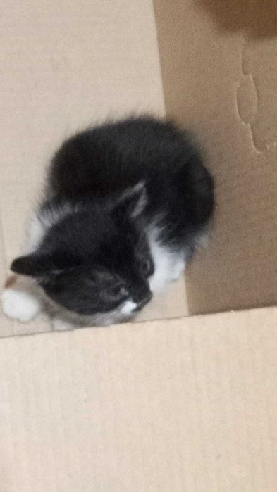 Котята, отдаём в добрые руки