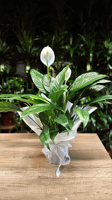 Орхидеи, антуриумы (мужское счастье), спатифиллумы (женское счастье)