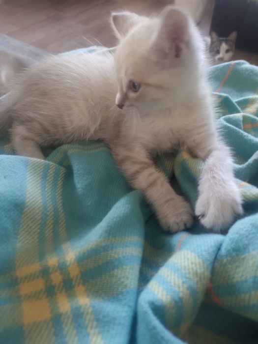 Котенок мальчик 2 месяца