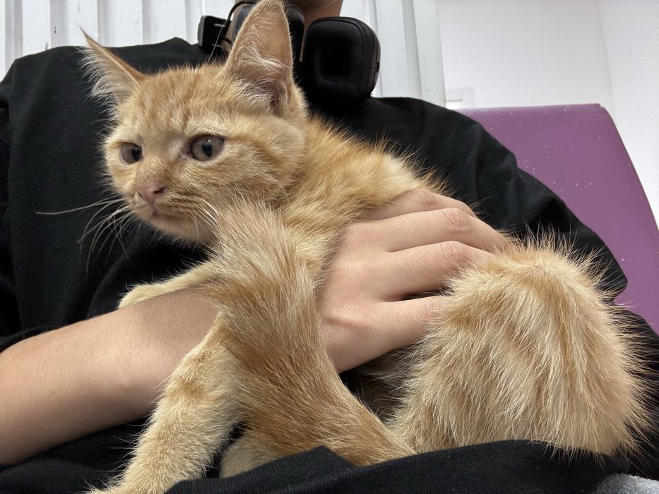 Ищу добрых хозяев для кота