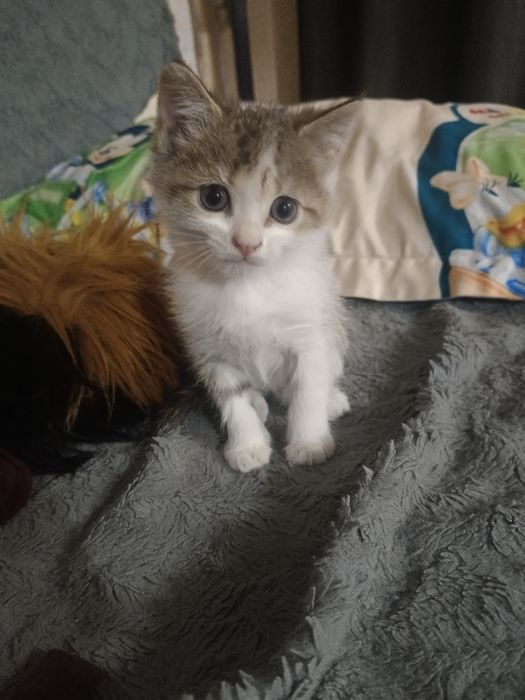 Отдам котят в добрые руки