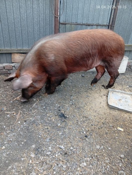 Продам на племя 300.000