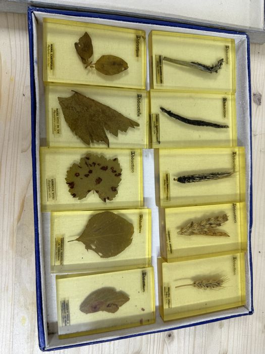 Incluziuni Boli la plante