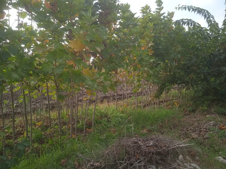 Чинор кучатлари.